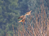 Red-tail Hawk & Kestrel