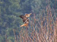 Red-tail Hawk & Kestrel