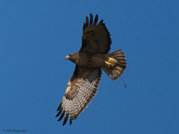 Red-tail Hawk