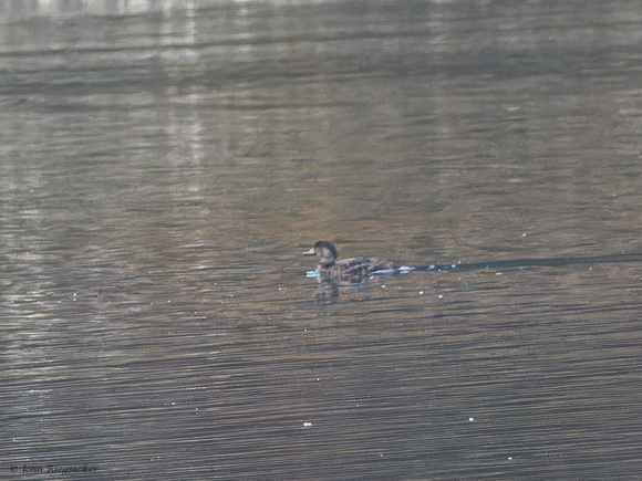 Black Scoter