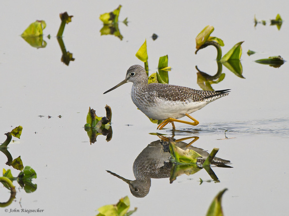 Greater Yellowlegs