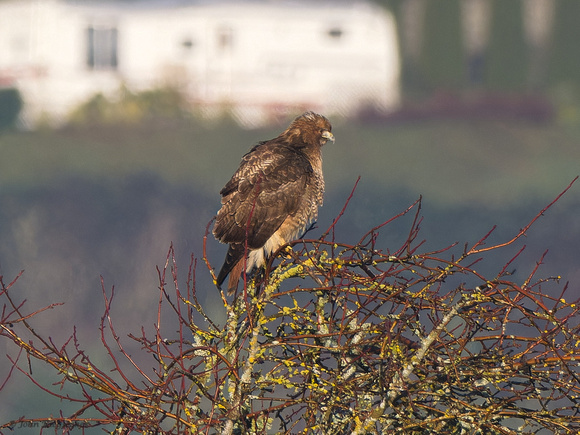 Red-tail Hawk