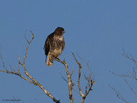 Red-tail Hawk