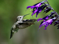 Anna's Hummingbird