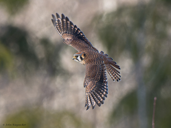 Kestrel