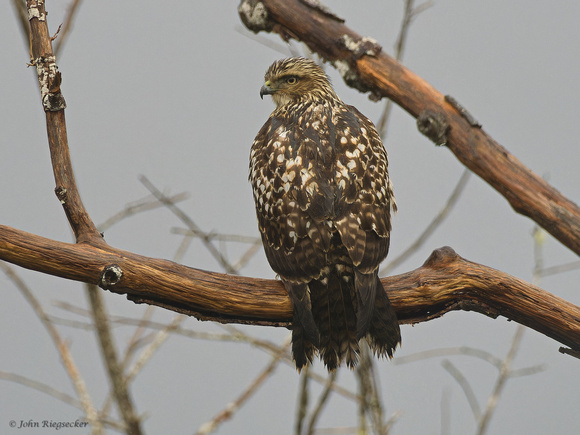 Red-tail Hawk