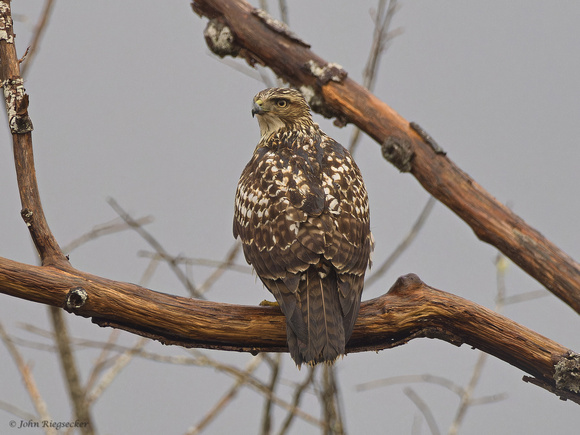 Red-tail Hawk