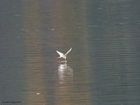 Arctic Tern