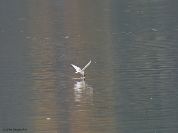 Arctic Tern