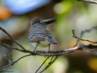 Ash-throated Flycatchers