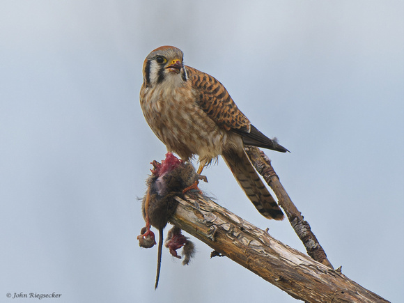 Kestrel