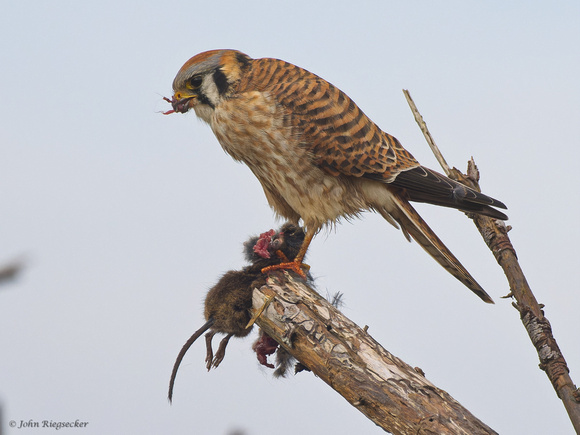 Kestrel