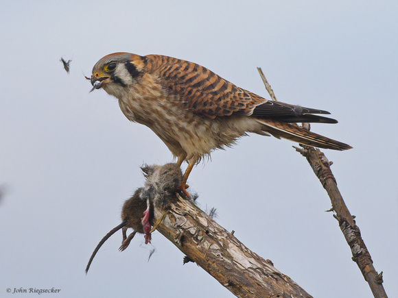 Kestrel