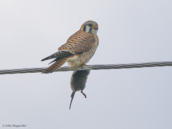 Kestrel