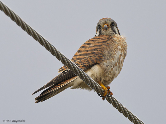 Kestrel