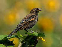 Red-winged Blackbird