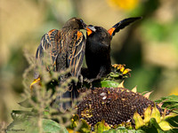 Red-winged Blackbird