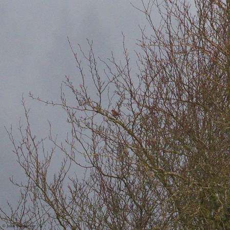 Siberian Accentor