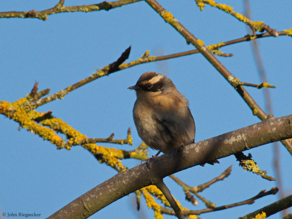 Siberian Accentor