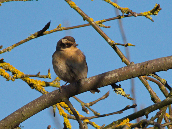 Siberian Accentor