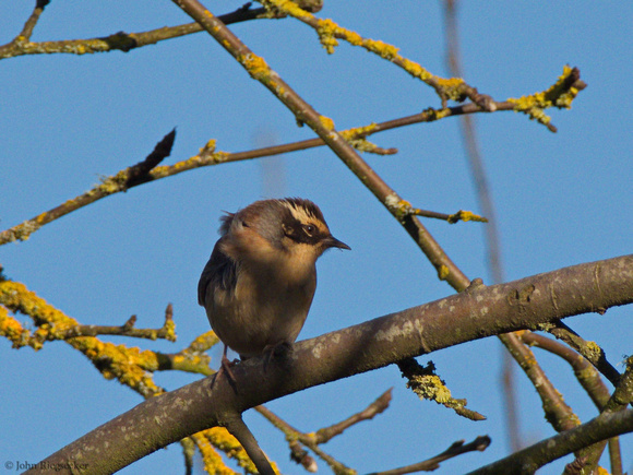 Siberian Accentor