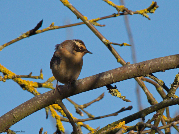 Siberian Accentor