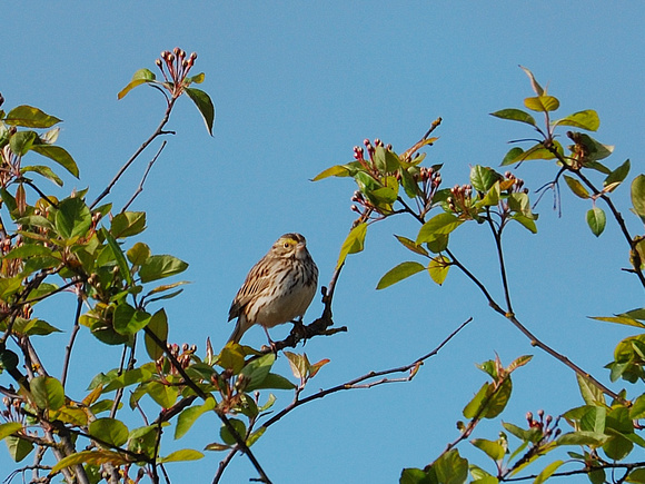 Savannah Sparrow