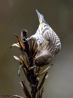 Pine Siskin