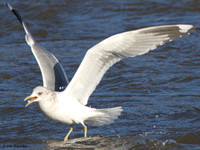 Mew Gulls