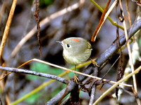 Ruby-crowned Kinglets