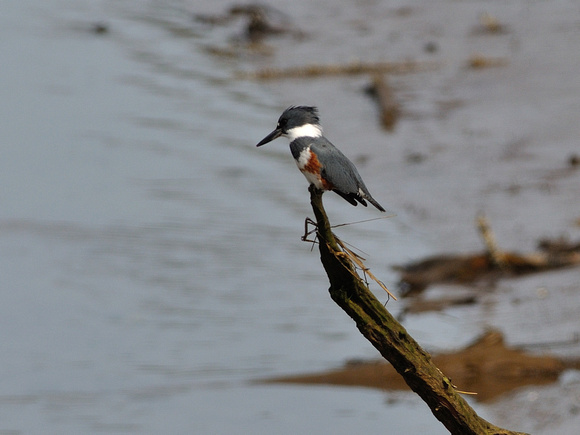 Belted Kingfisher 2 of 7