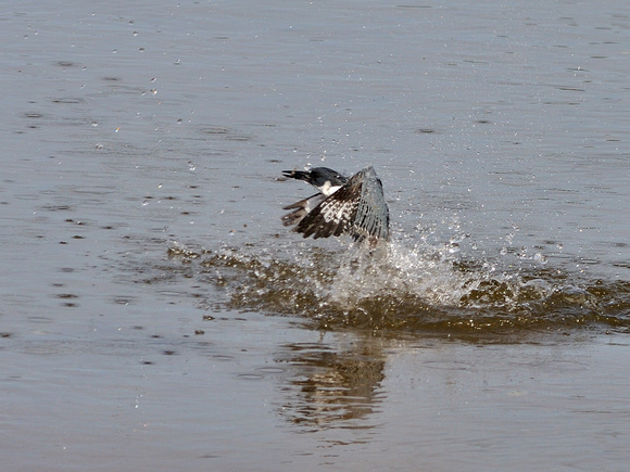 Belted Kingfisher 5 of 7