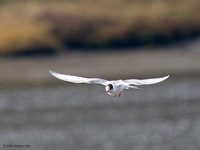 Arctic Tern