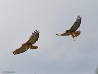 Red-tail Hawk