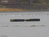 Arctic Tern