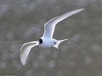 Arctic Tern