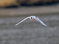 Arctic Tern