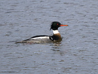 Red-breasted Merganser