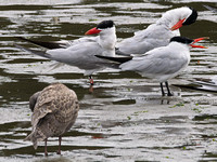 Caspian Tern
