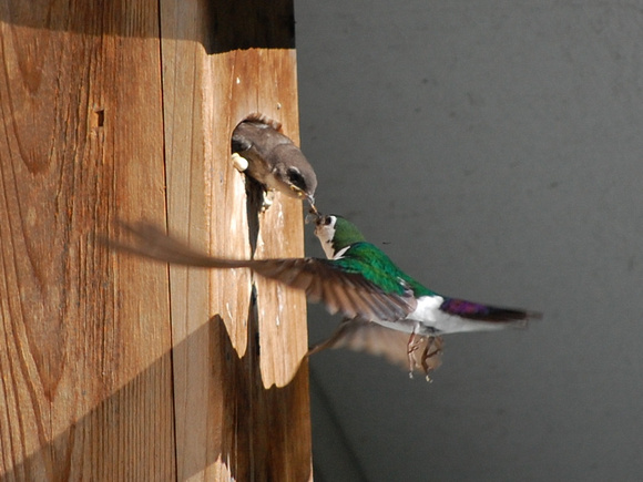 Violet-Green Swallows