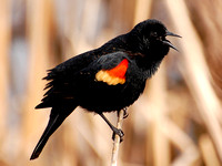 Red-winged Blackbird (Male)