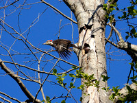 Female Pileated Woodpecker & Chicks