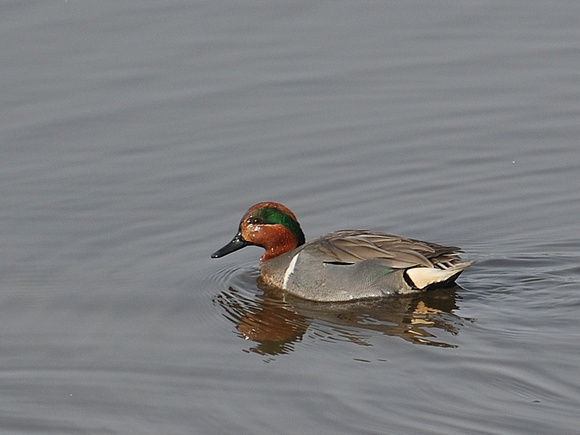 Male Green-Winged Teal