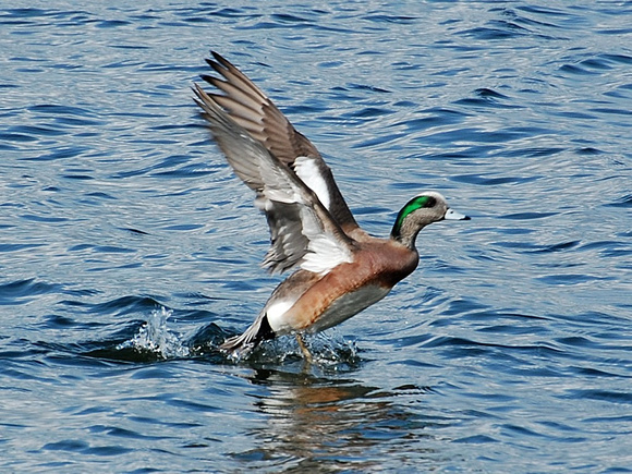 Male Wigeon Taking Off