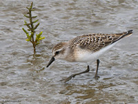 Semipalmated Sandpiper