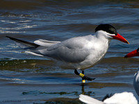 Banded Caspian Terns