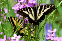 Western Tiger Swallowtail & Pale Swallowtail