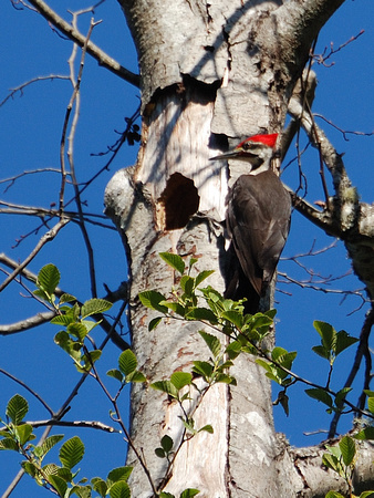 Male Pileated Woodpecker at Nest