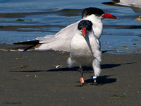 Banded Caspian Terns