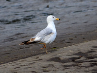 First Summer Ring-billed Gull